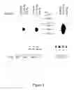 Fig. 09 - Methods for treating cancer and infectious disease by blocking CTLA4-B7 interactions