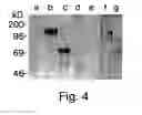 Fig. 06 - Identification of compounds that bind biliary glycoprotein and affect cytotoxic T lymphocyte activity