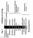 Fig. 02 - Human tissue factor antibodies