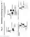 Fig. 04 - Human tissue factor antibodies