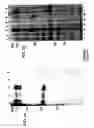 Fig. 09 - Antibodies which bind to proteins involved in cytoadhesion of plasmodlum falciparum ring-stage-infected erythrocytes