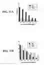 Fig. 14 - Antibodies which bind to proteins involved in cytoadhesion of plasmodlum falciparum ring-stage-infected erythrocytes