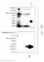 Fig. 10 - PSCA: prostate stem cell antigen and uses thereof in pancreatic cancer