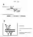 Fig. 47 - PSCA: prostate stem cell antigen and uses thereof in pancreatic cancer