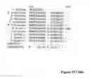 Fig. 30 - Compositions and methods for immunotherapy of cancer and infectious diseases