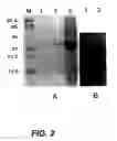 Fig. 03 - Attaching substances to microorganisms