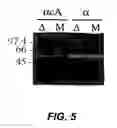 Fig. 06 - Attaching substances to microorganisms
