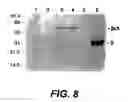 Fig. 09 - Attaching substances to microorganisms
