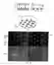 Fig. 09 - Three dimensional cell patterned biopolymer scaffolds and methods of making the same