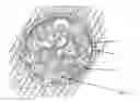 Fig. 01 - Compounds with improved cartilage-inducing and/or bone-inducing activity
