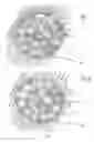 Fig. 02 - Compounds with improved cartilage-inducing and/or bone-inducing activity