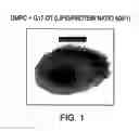 Fig. 02 - Liposomal vaccine