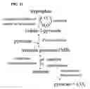 Fig. 08 - Chewing gum compositions comprising monatin and methods for making same
