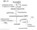 Fig. 10 - Chewing gum compositions comprising monatin and methods for making same