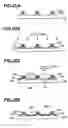 Fig. 25 - Method of forming thin film patterning substrate including formation of banks