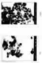 Fig. 02 - CaCO/SiO.nHO nanocomposite particles and SiO.nHO hollow-structures nanomaterials and synthesizing method