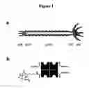 Fig. 02 - Multifunctional biomaterials as scaffolds for electronic, optical, magnetic, semiconducting, and biotechnological applications
