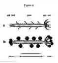 Fig. 07 - Multifunctional biomaterials as scaffolds for electronic, optical, magnetic, semiconducting, and biotechnological applications