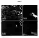 Fig. 09 - Multifunctional biomaterials as scaffolds for electronic, optical, magnetic, semiconducting, and biotechnological applications