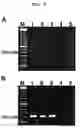 Fig. 07 - Methods for detecting Ehrlichia canis and Ehrlichia chaffensis in vertebrate and invertebrate hosts
