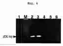Fig. 08 - Methods for detecting Ehrlichia canis and Ehrlichia chaffensis in vertebrate and invertebrate hosts