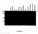 Fig. 08 - Fluorescently labeled nucleoside triphosphates and analogs thereof for sequencing nucleic acids
