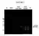 Fig. 02 - Methods for enhancing gene expression analysis