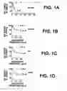 Fig. 02 - Regulation of bcl-2 gene expression