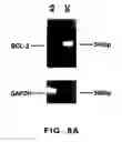 Fig. 09 - Regulation of bcl-2 gene expression