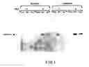 Fig. 02 - Oncoprotein protein kinase
