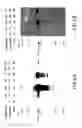 Fig. 03 - Oncoprotein protein kinase