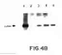 Fig. 07 - Oncoprotein protein kinase