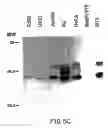 Fig. 09 - Oncoprotein protein kinase