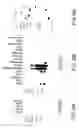 Fig. 33 - Oncoprotein protein kinase