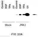 Fig. 34 - Oncoprotein protein kinase