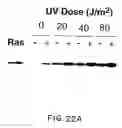 Fig. 41 - Oncoprotein protein kinase