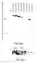 Fig. 45 - Oncoprotein protein kinase
