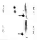 Fig. 47 - Oncoprotein protein kinase