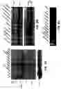 Fig. 03 - Novel receptors