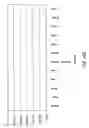 Fig. 12 - Novel receptors