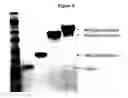 Fig. 10 - Human growth hormone modified at position 35