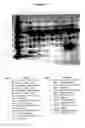Fig. 07 - Reagents and methods useful for detecting diseases of the urinary tract