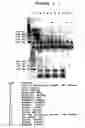Fig. 07 - Reagents and methods useful for detecting diseases of the lung