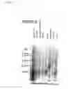 Fig. 02 - Serine protease BSSP6