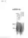 Fig. 07 - Serine protease BSSP6