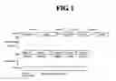 Fig. 02 - Diagnostic method for cancer characterized in the detection of the deletion of G-CSF exon 3