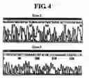 Fig. 06 - Diagnostic method for cancer characterized in the detection of the deletion of G-CSF exon 3