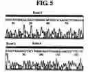 Fig. 07 - Diagnostic method for cancer characterized in the detection of the deletion of G-CSF exon 3