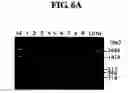 Fig. 08 - Diagnostic method for cancer characterized in the detection of the deletion of G-CSF exon 3