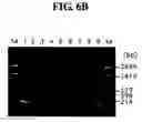Fig. 09 - Diagnostic method for cancer characterized in the detection of the deletion of G-CSF exon 3
